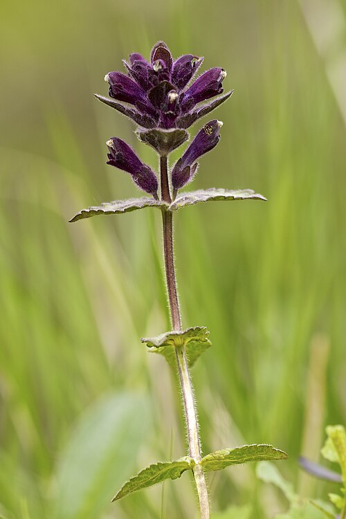 Rød Tvetand in Danish meadow