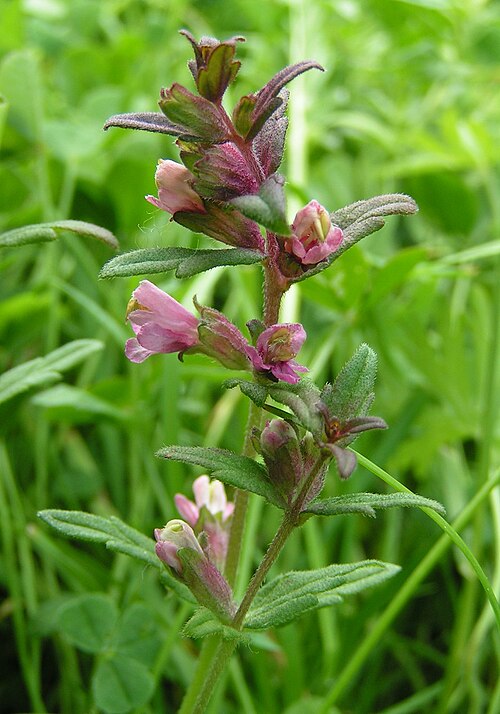 Odontites vulgaris flowers