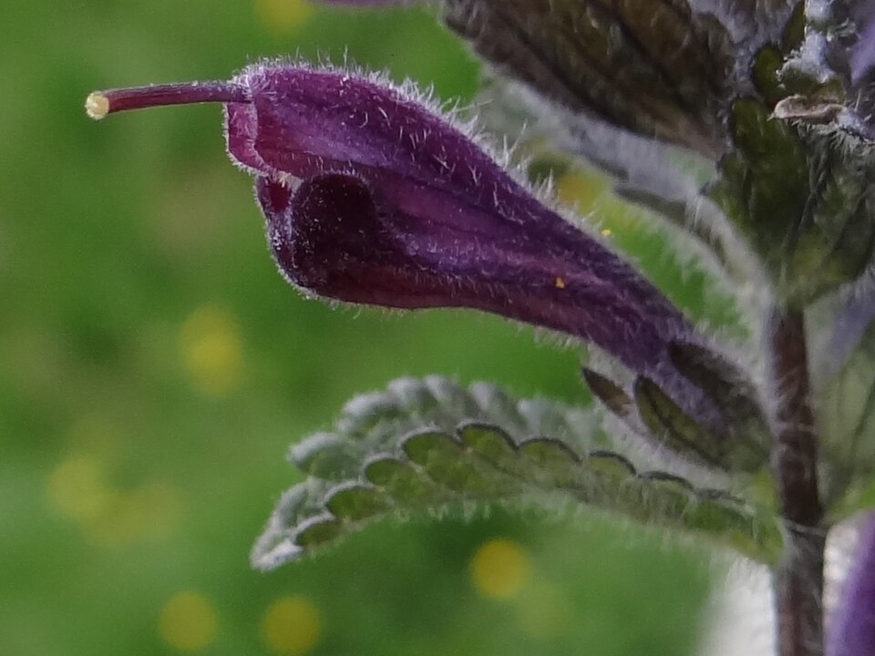Nordic flora