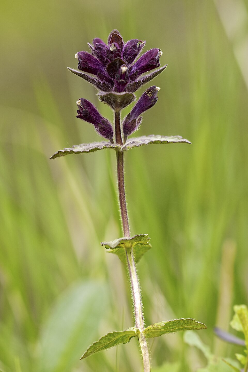 Nordic flora