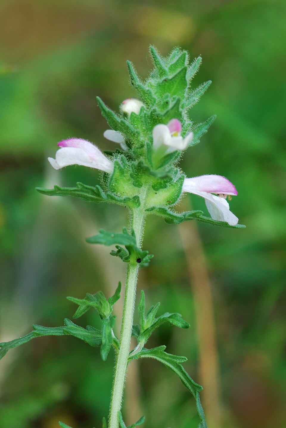 Nordic flora