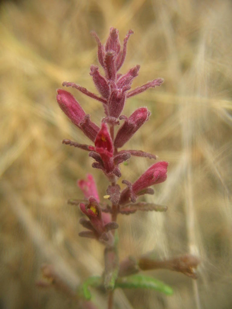 Nordic flora