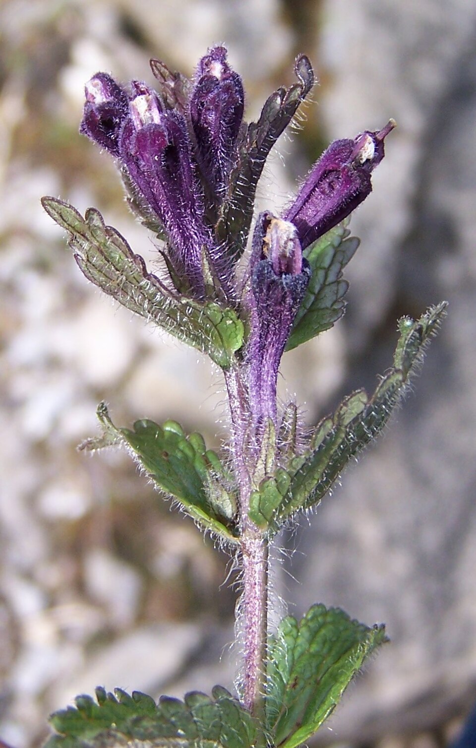 Nordic flora